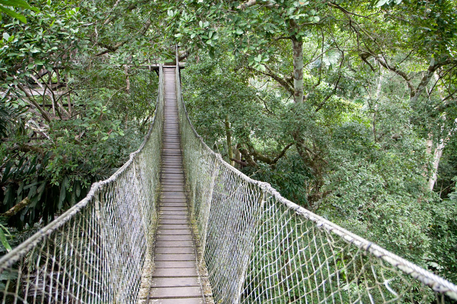 Tree Top Canopy Bridge Amazon