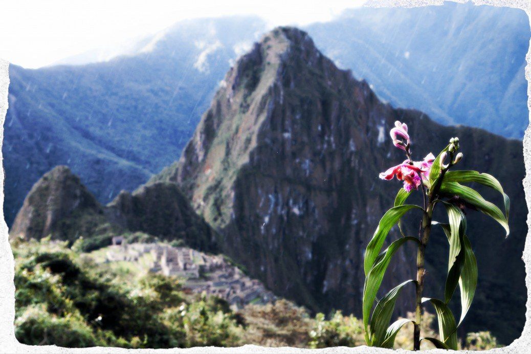 Machu Picchu Orchid