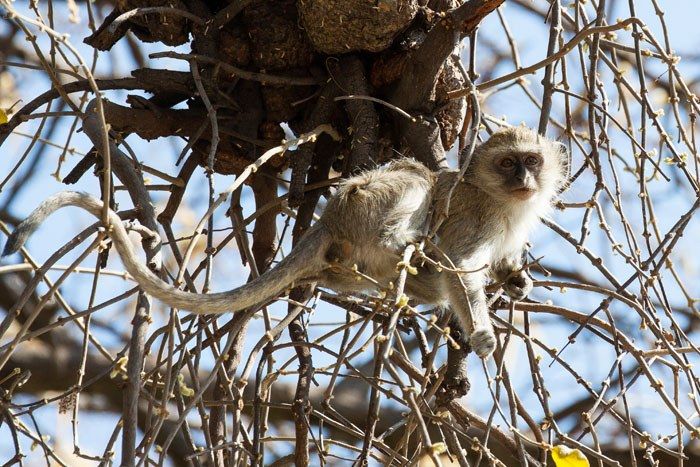 Baby Vervet Monkey sitting in a tree facing the camera.