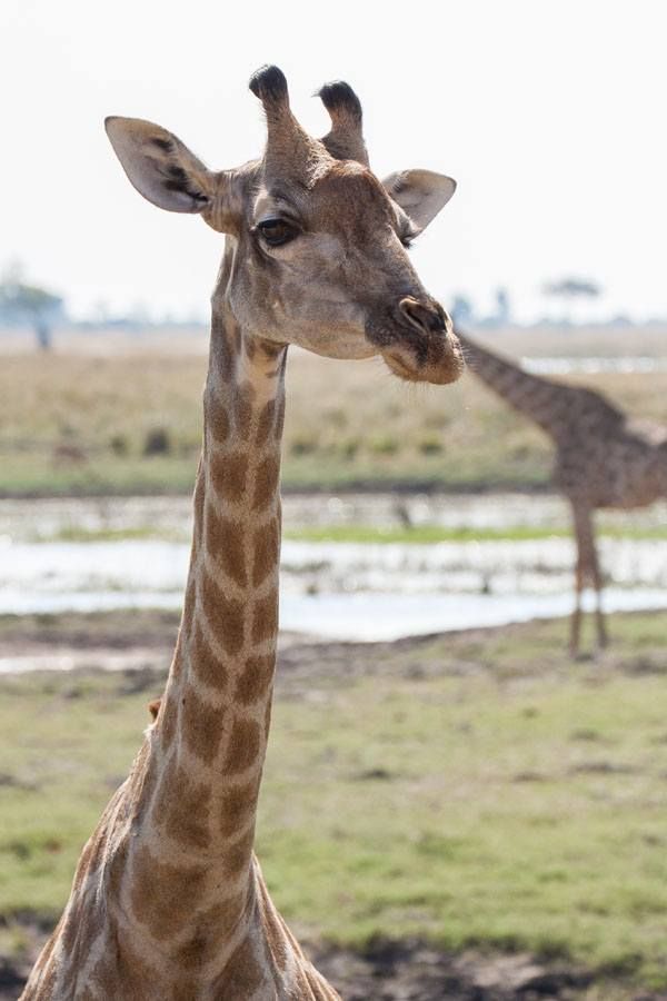 A giraffe pictured against a blurred backdrop, head slightly angled and looking at the camera.