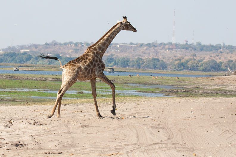 A long-legged giraffe, running across the sand, with boats, animals and the Chobe River behind it.