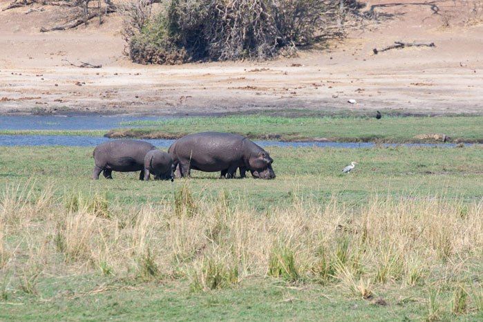 Three hippos graze on the green banks of the Chobe River.
