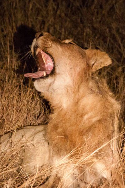 A lionness yawning while sitting in grass at night. Captured on a night safari in the Kruger National Park, South Africa.