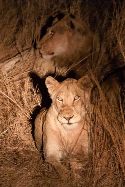 A night safari drive captures two lionnesses sitting in grass, one stares at the camera. Kruger National Park, South Africa.