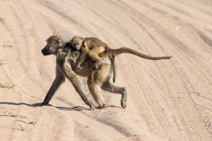 A baby Vervet Monkey lying face-down and relaxed on its mother's back. as she crosses a sandy road.