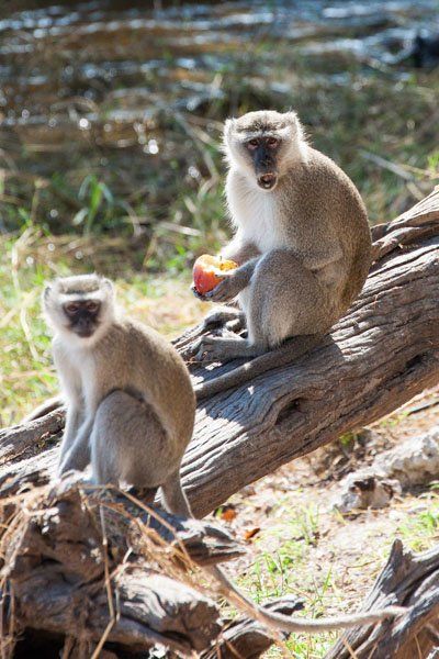 Chobe Monkeys