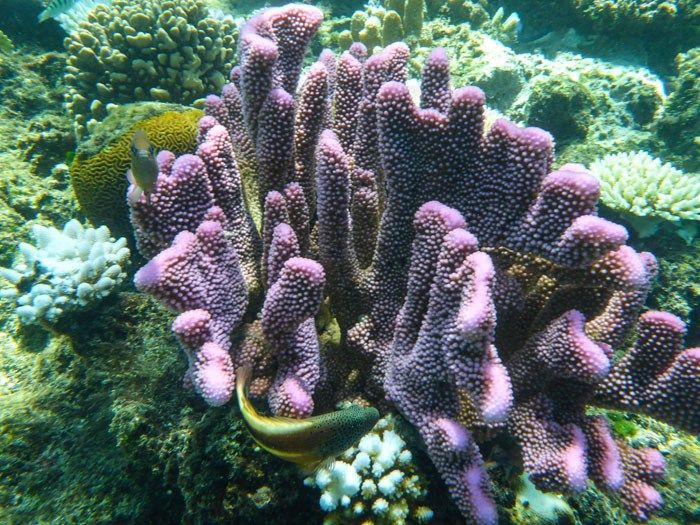 An underwater photo of purple coral in Fiji.