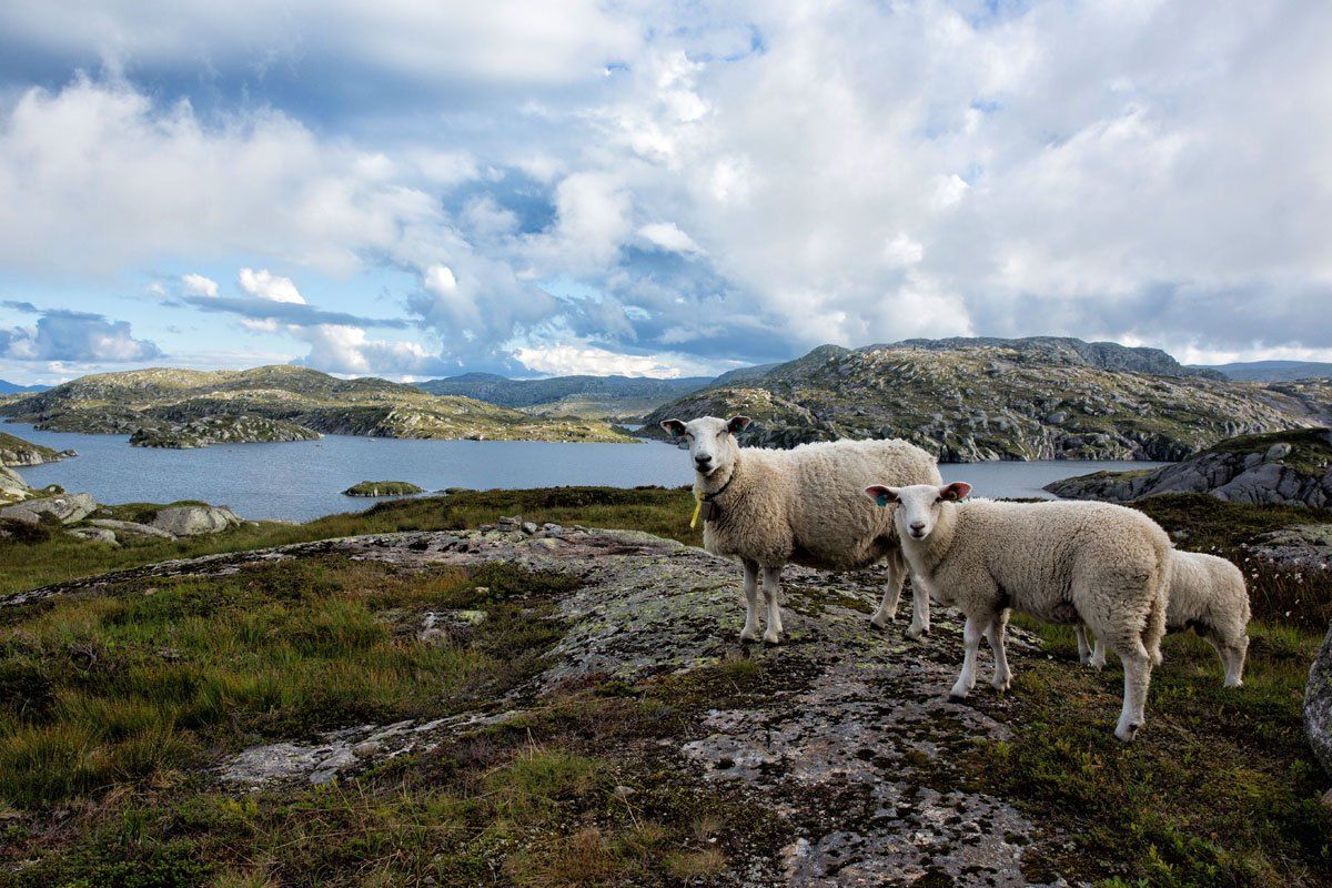 Norway Sheep