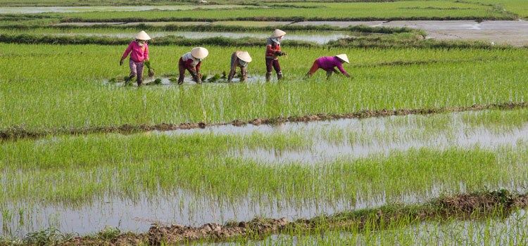 a group of people working in a rice field