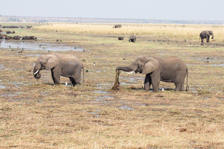 Elephants at Chobe