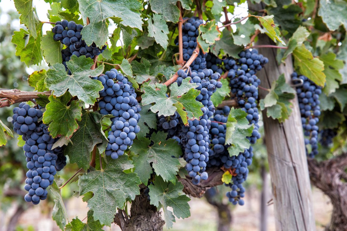 We're in Santiago, Chile! Earth Trekkers