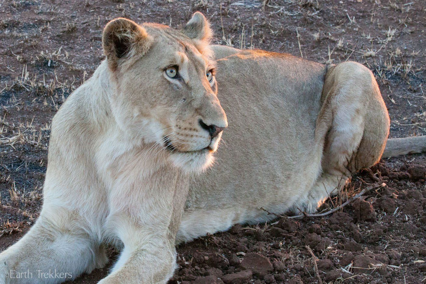 Lion at Kruger