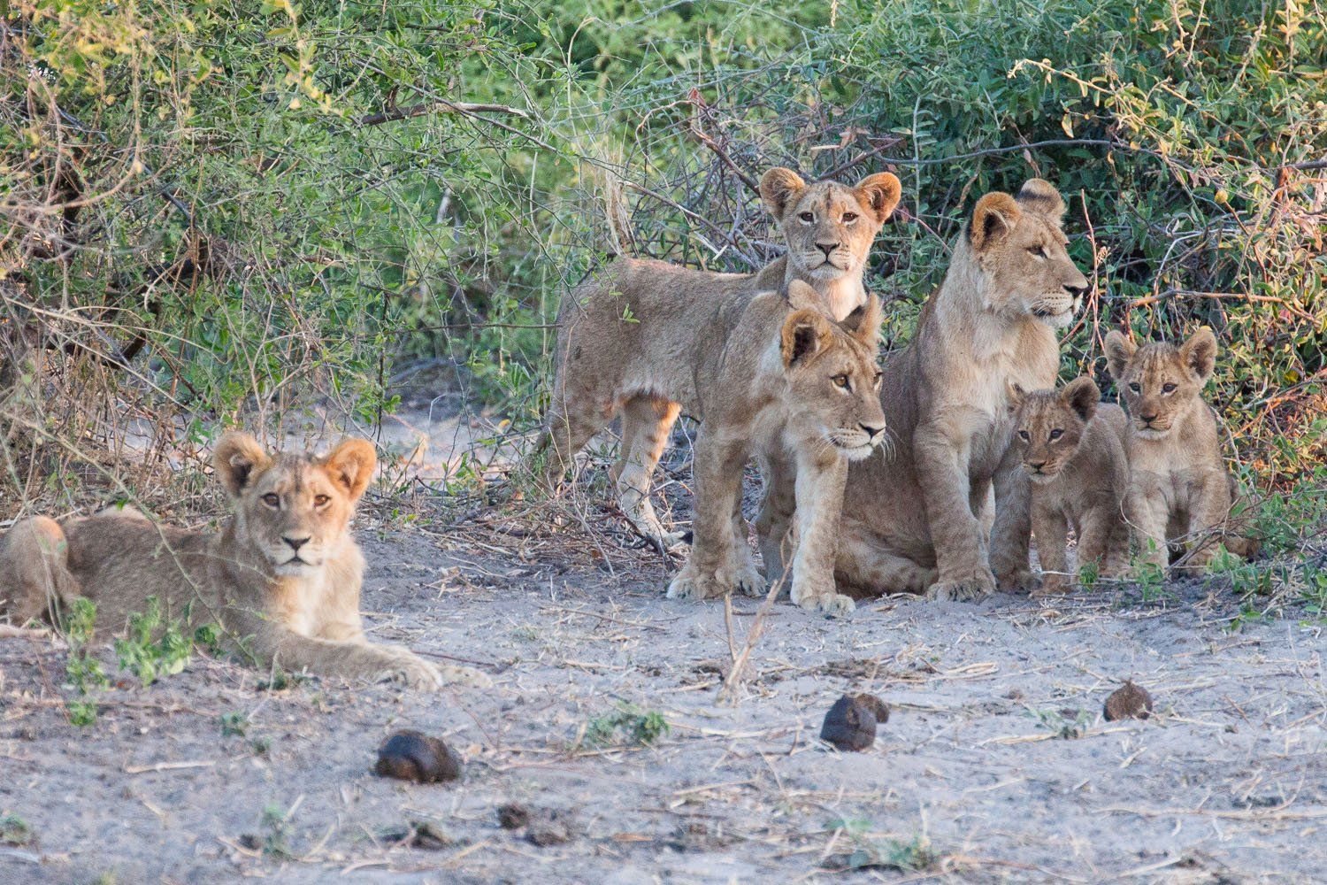 On Safari In Chobe National Park Botswana Earth Trekkers