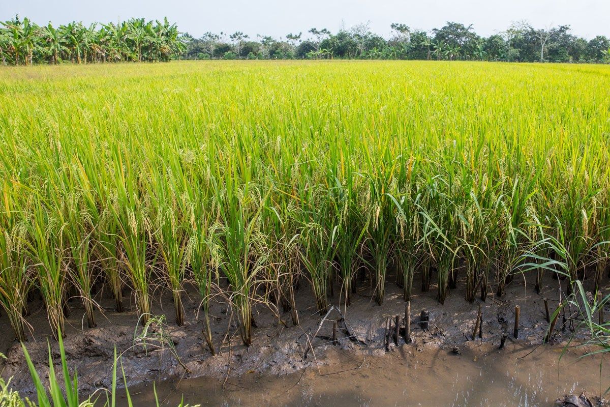 Mekong Rice Field