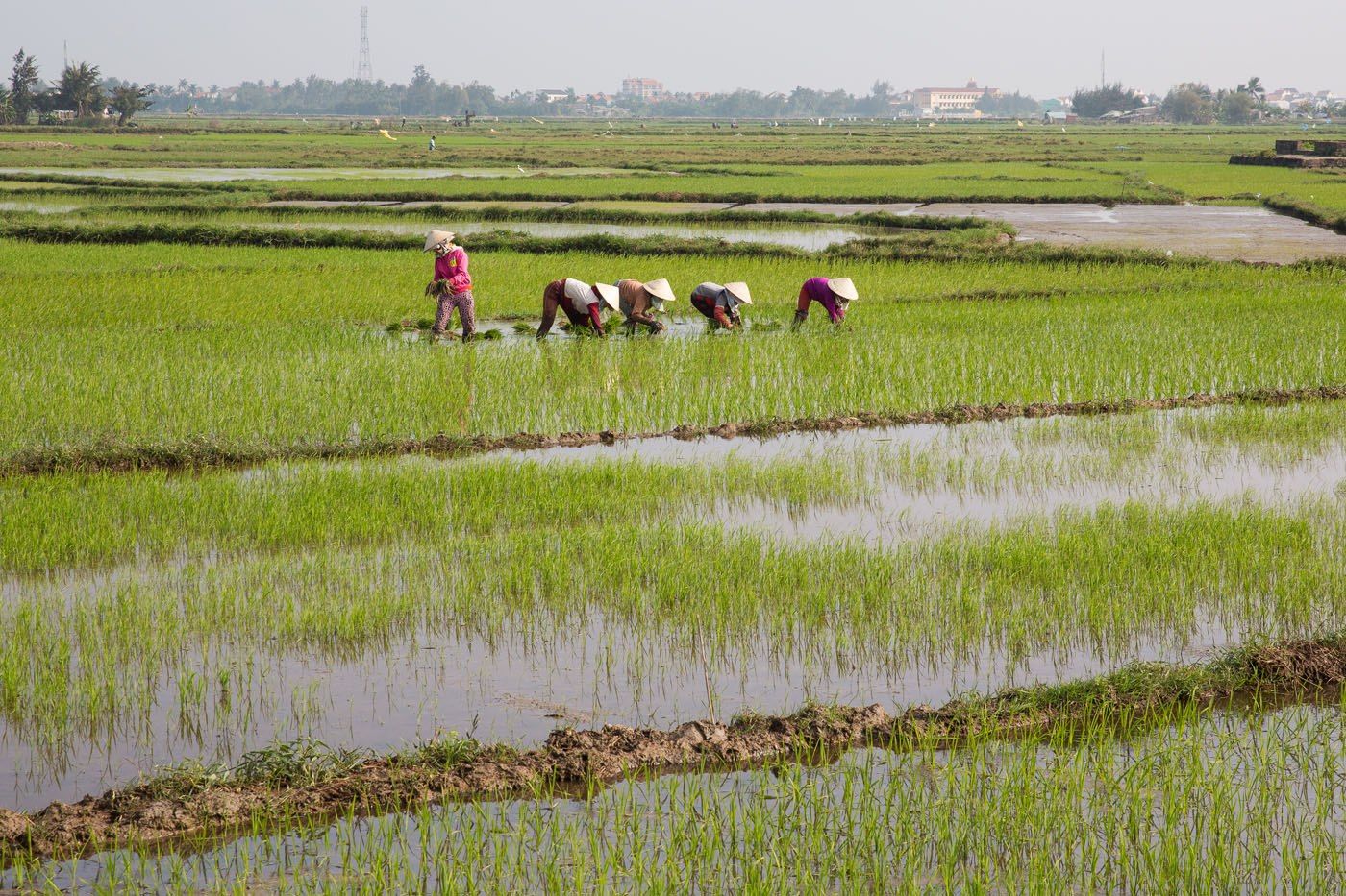 Rice Fields Hoi An Vietnam