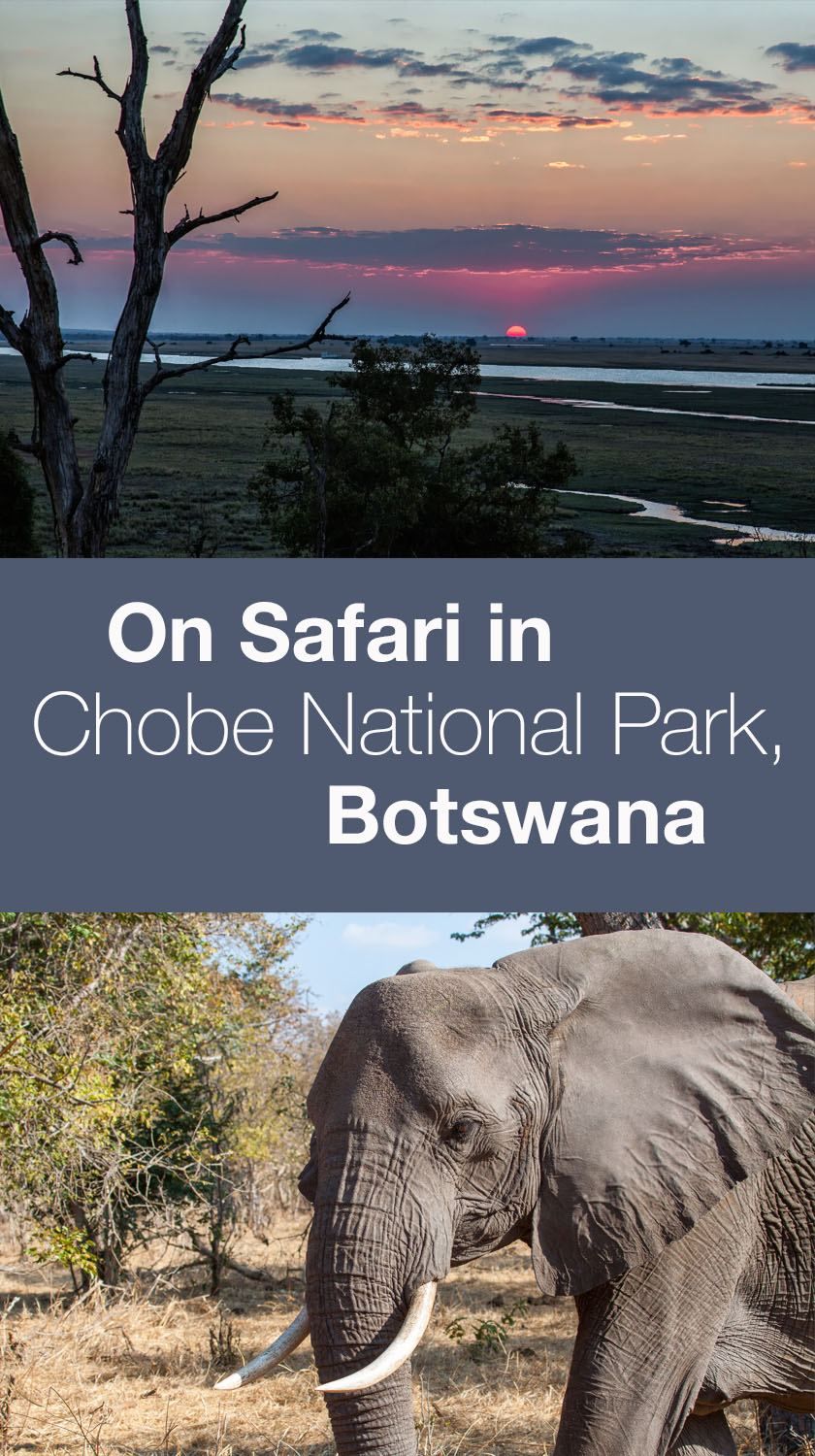 Chobe National Park Safari