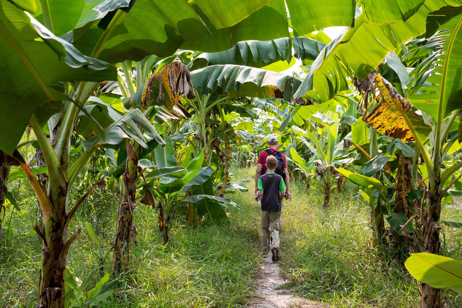 Walking Under Banana Trees Earth Trekkers