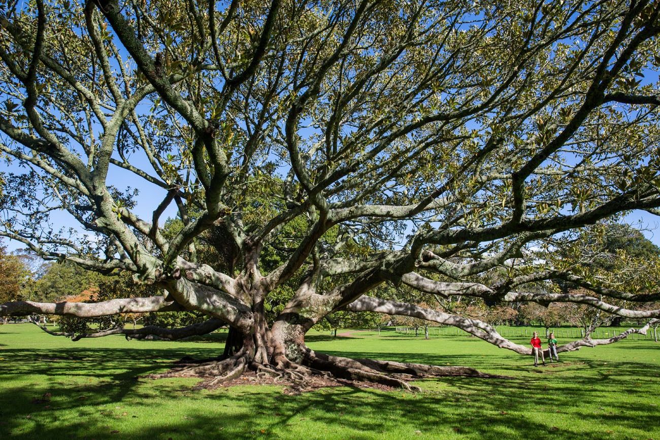 Big Tree in Auckland