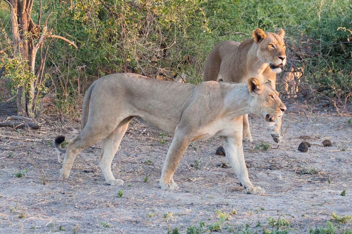 Lions Chobe