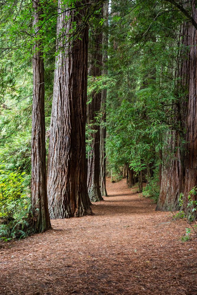 Redwoods in New Zealand