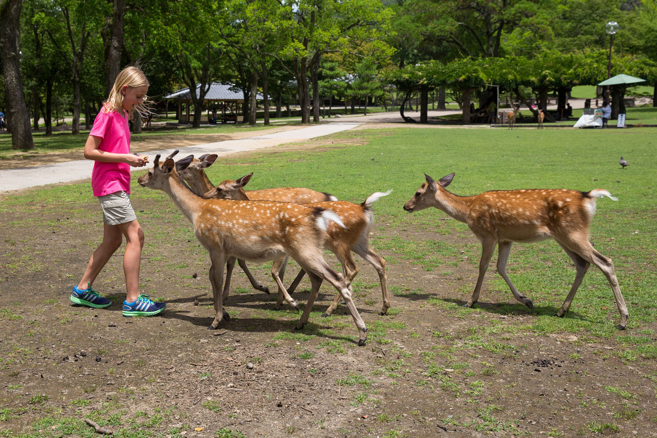 Feeding Deer in Nara, Japan Earth Trekkers