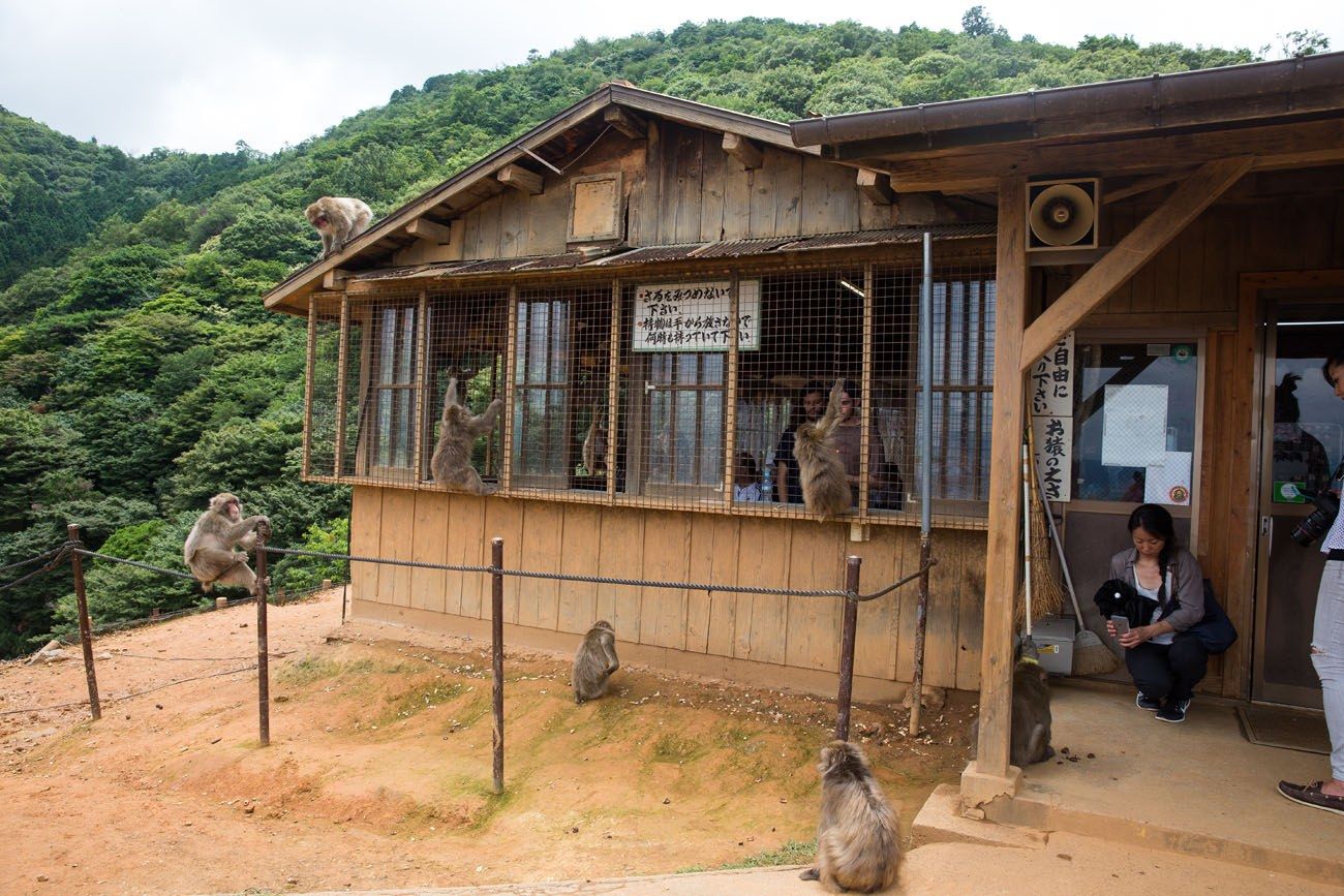 kyoto monkey park