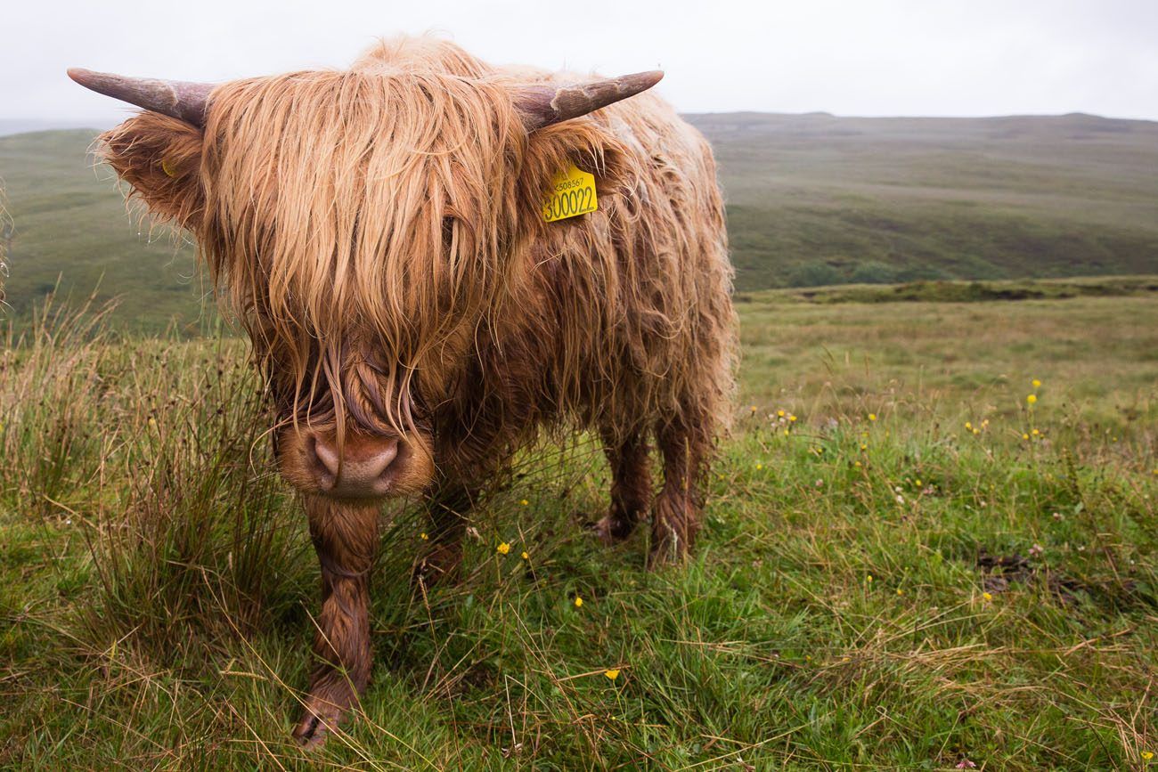 Skye the Highland Cow the Wicker Bag