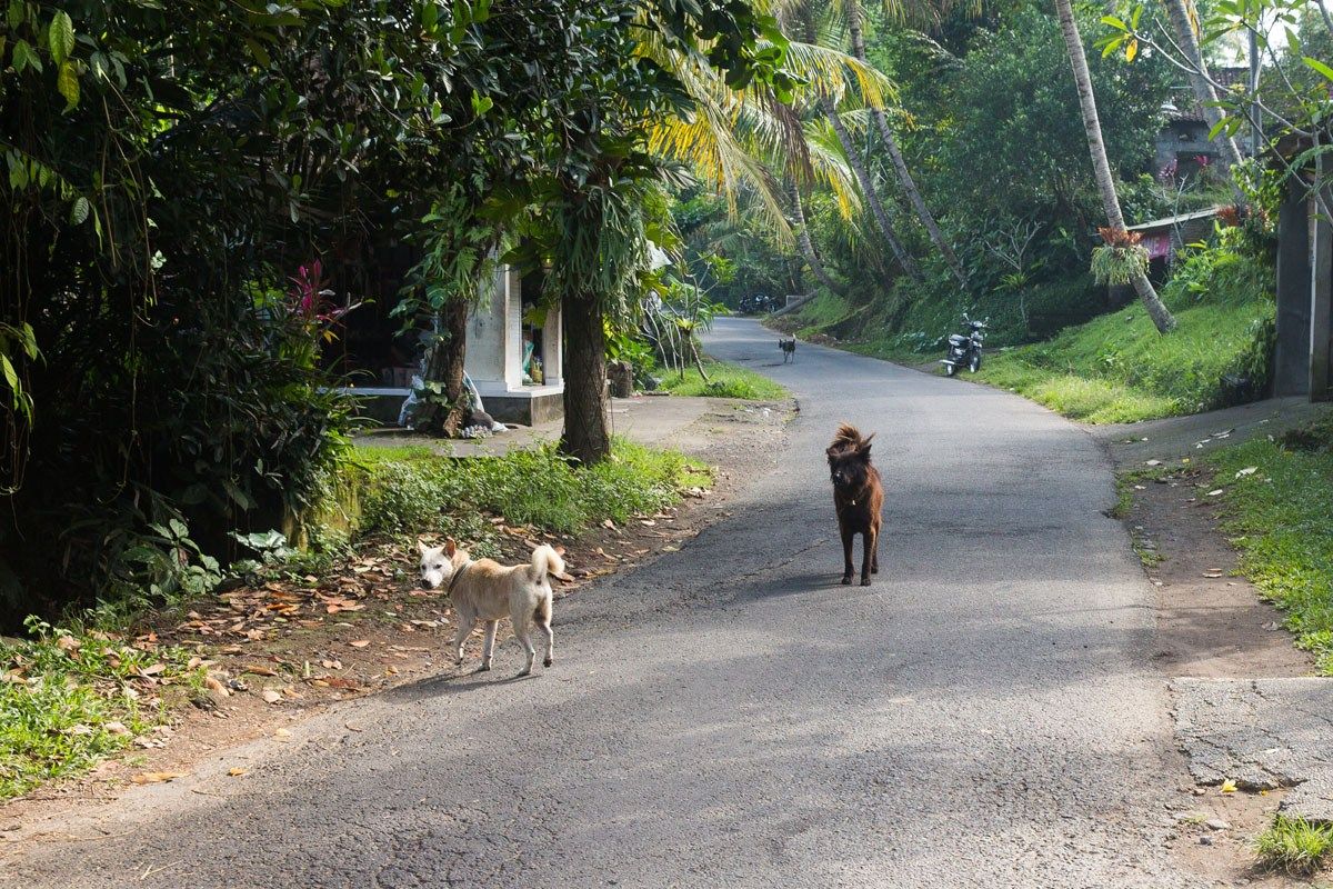 Bali dogs