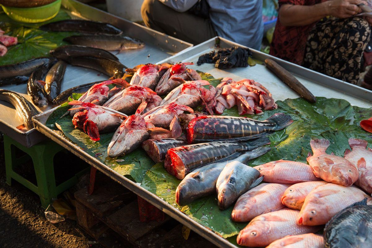 Fish Cambodia