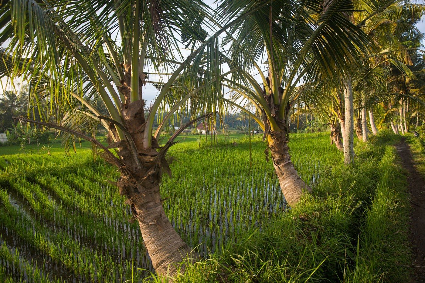 Rice fields and palm trees
