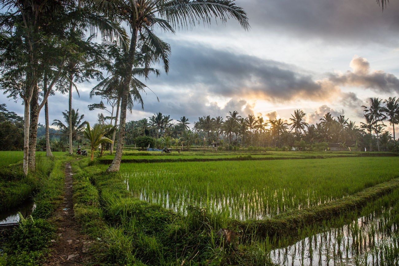 Ubud rice fields sunrise