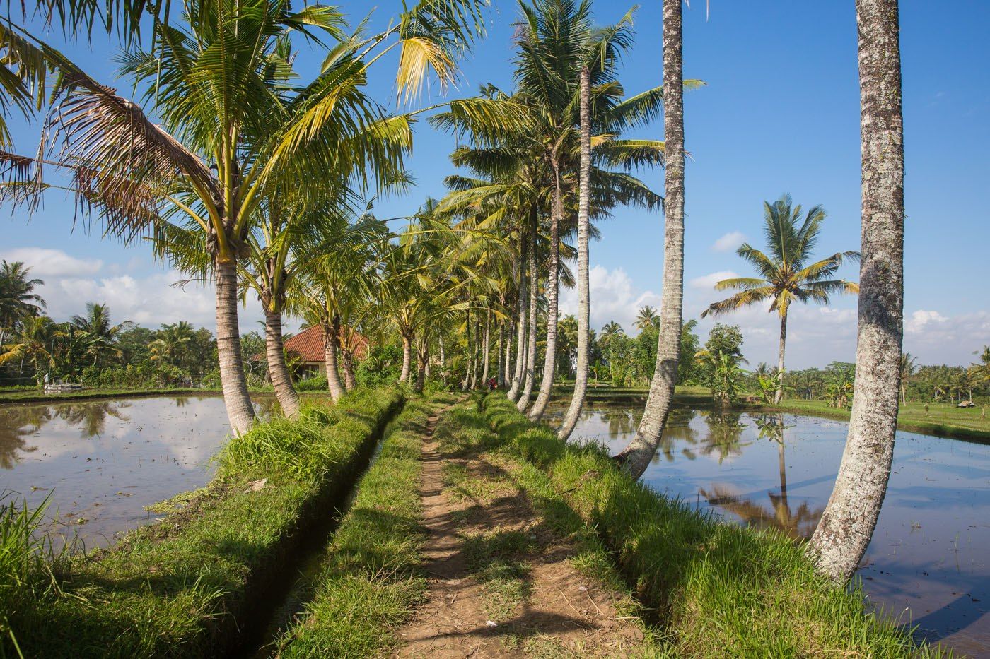 Walking rice fields Bali