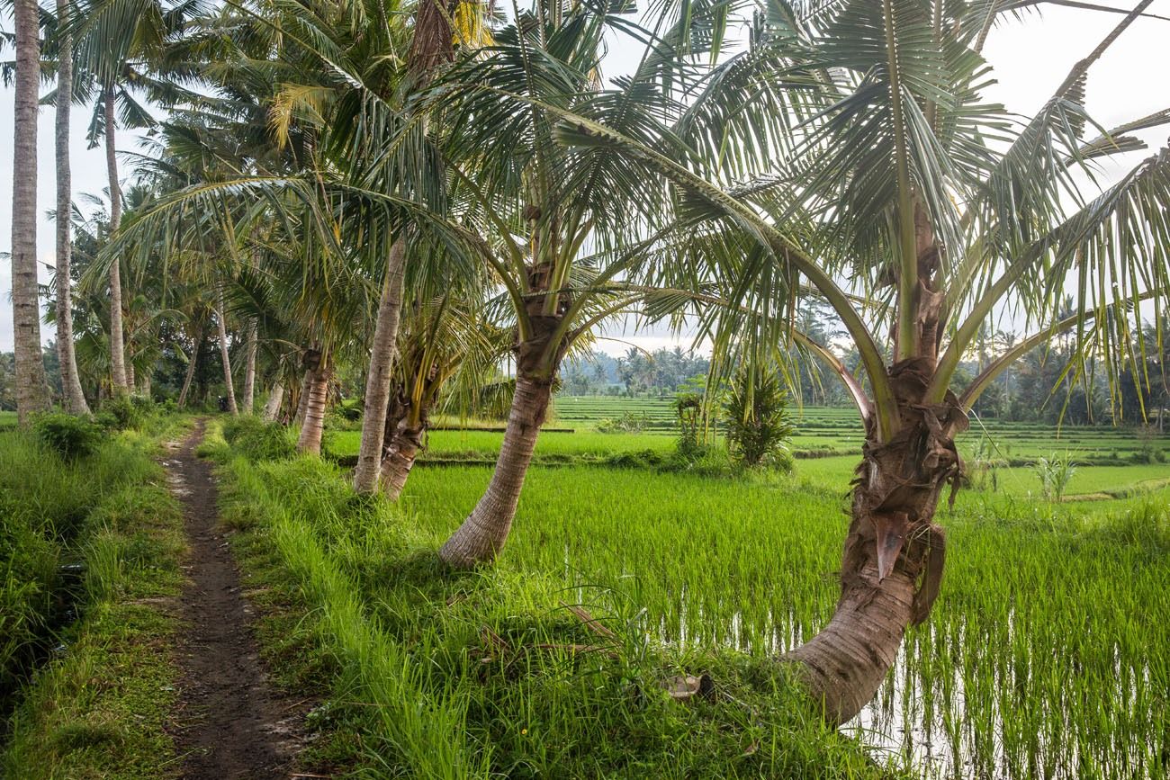 Walking the rice fields