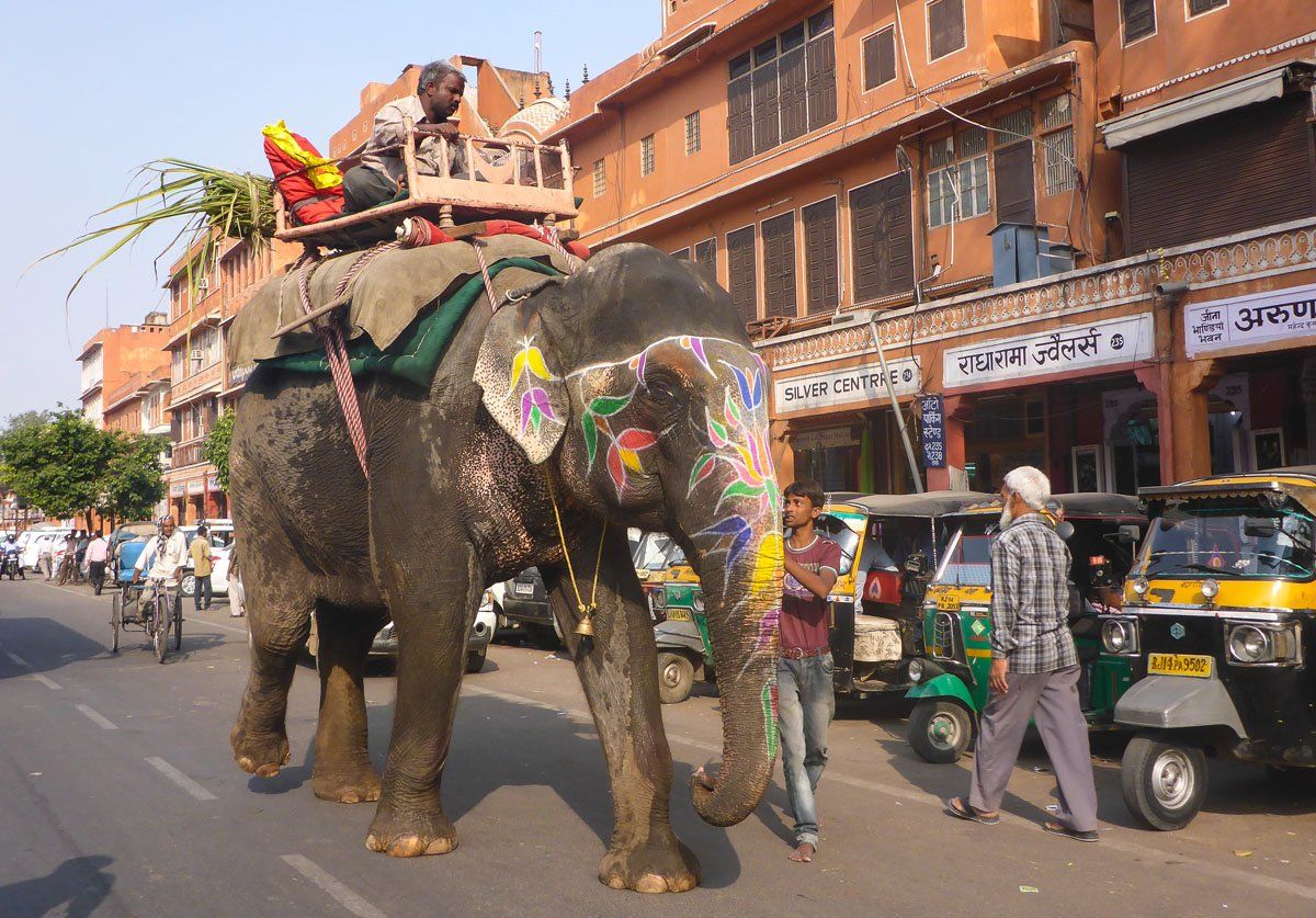 Elephant in Jaipur