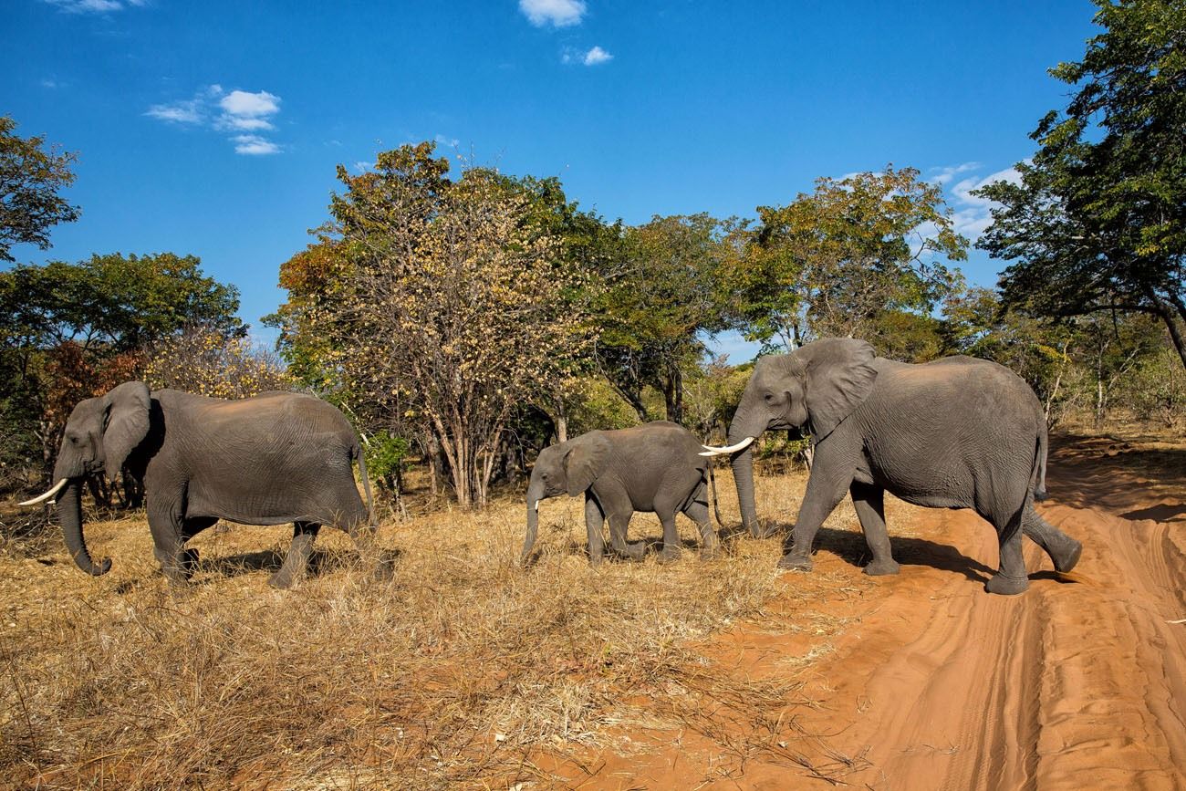 Elephants in Botswana