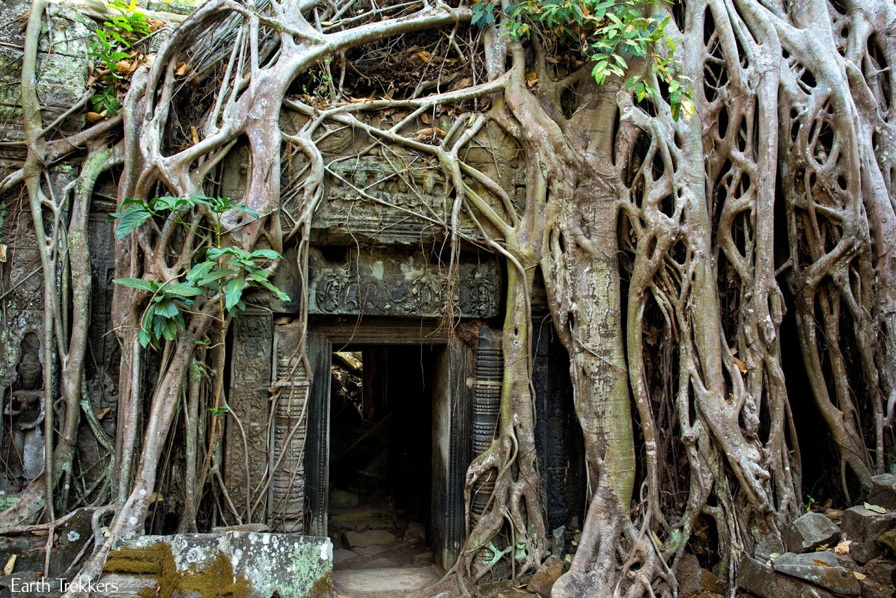 Exploring Ta Prohm, Cambodia: A Photojourney | Earth Trekkers