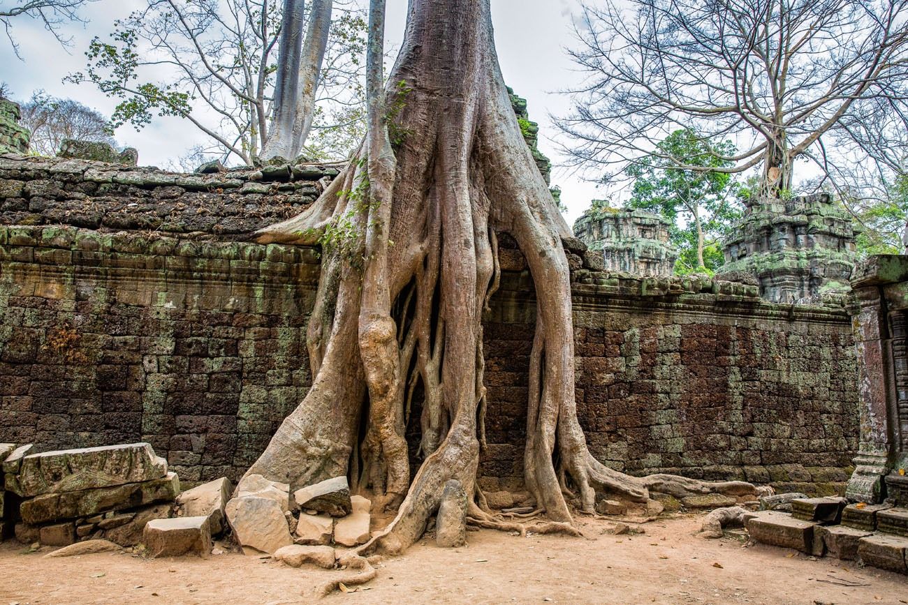 Ta Prohm – Siem Reap, Cambodia - Atlas Obscura