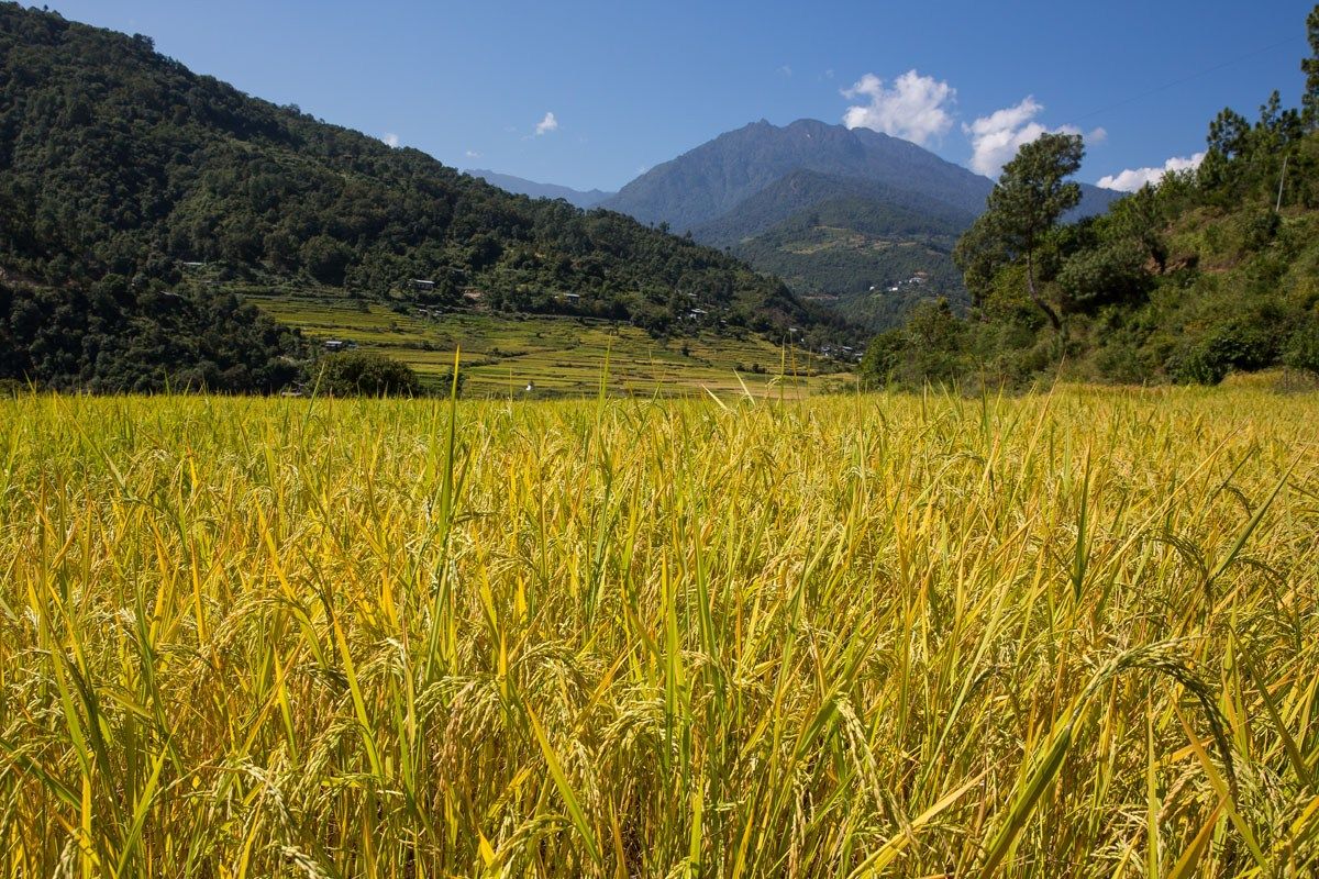 Field of rice