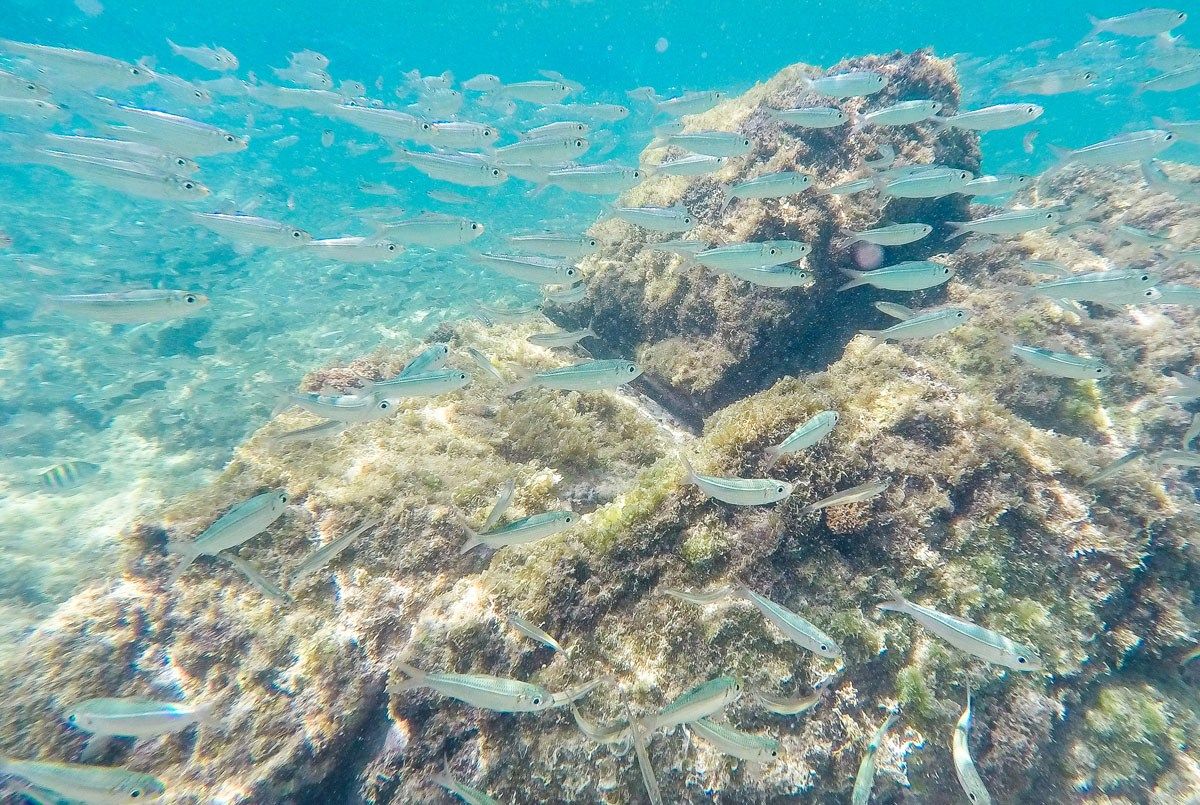 Snorkeling Aruba