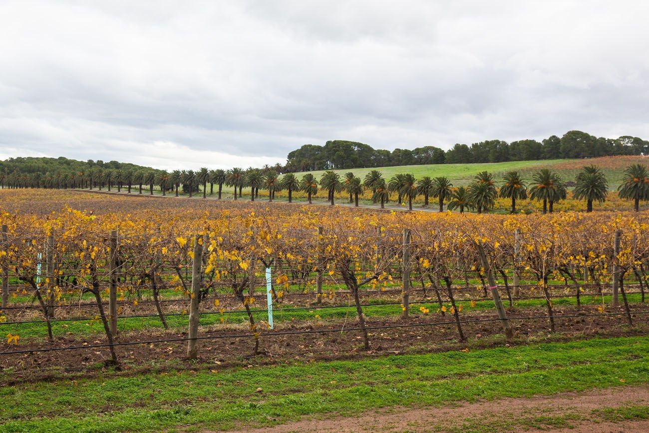 Australia Vineyard in Autumn