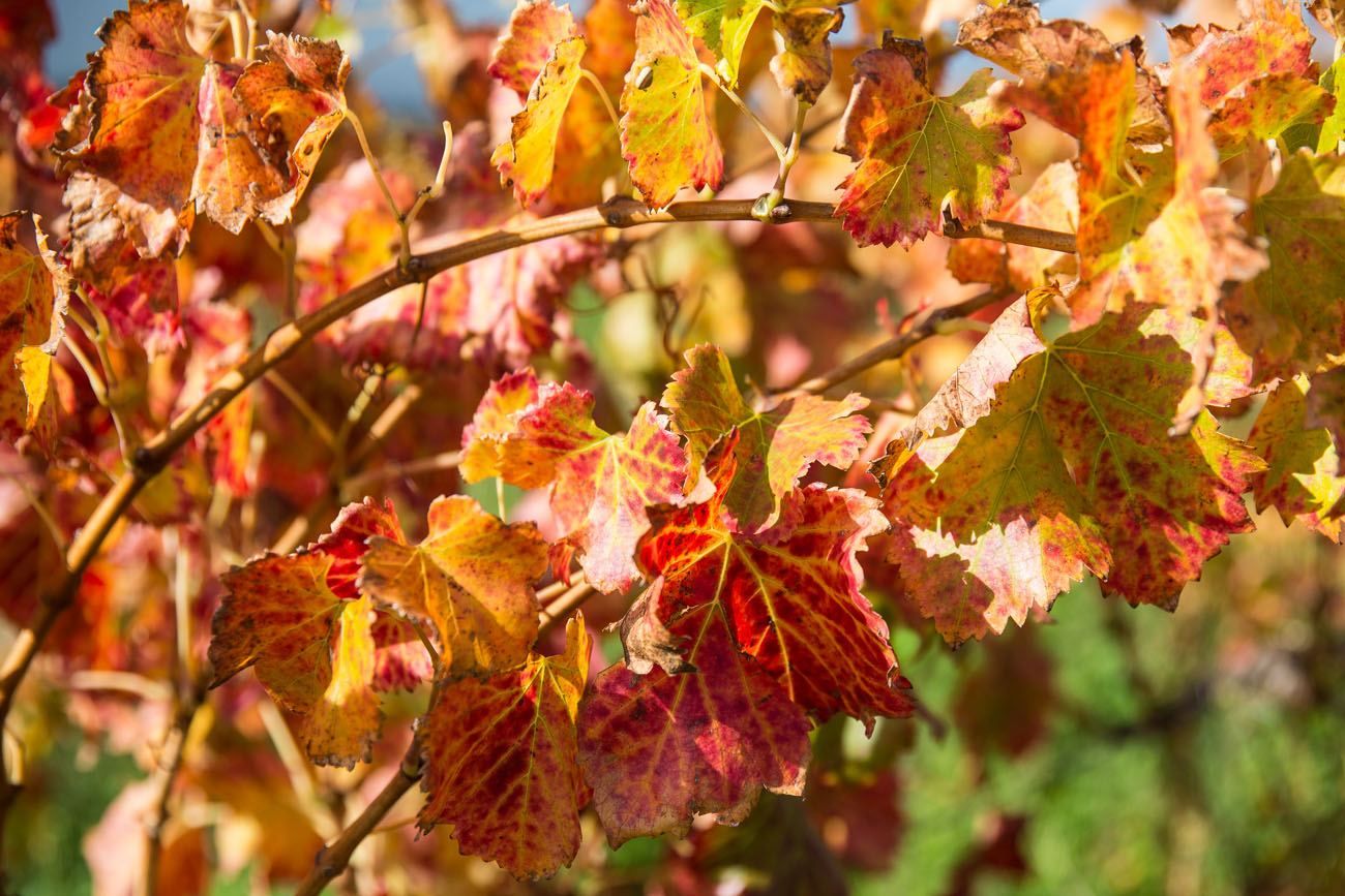 Autumn Vines