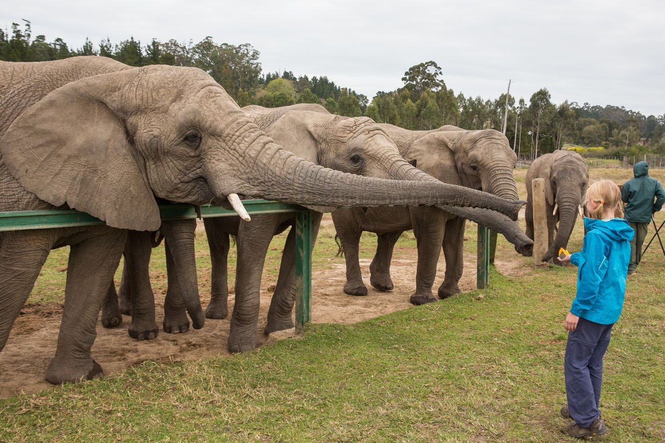 Feeding African elephants