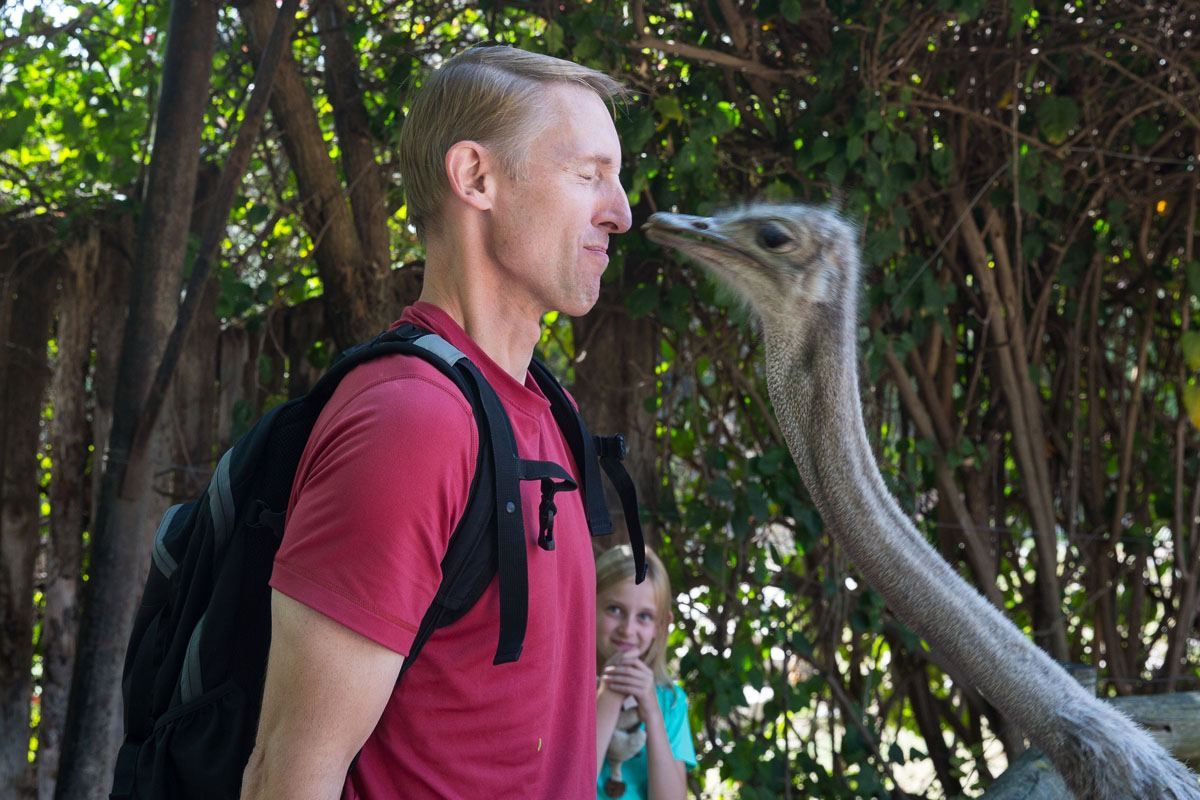 Kissing an ostrich