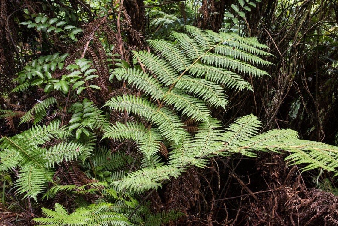 One Day in Abel Tasman National Park – Earth Trekkers