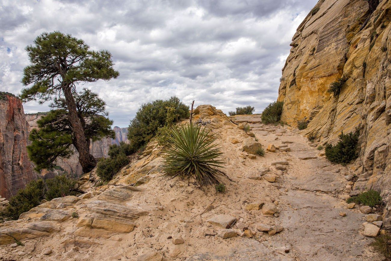 mt zion mountain bike trail