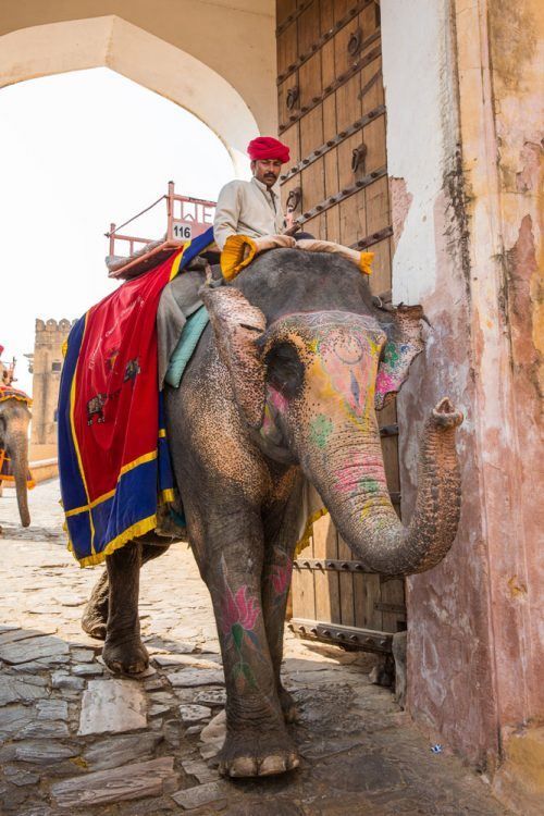 Snake Charming and Elephant Riding in Jaipur, India Earth Trekkers