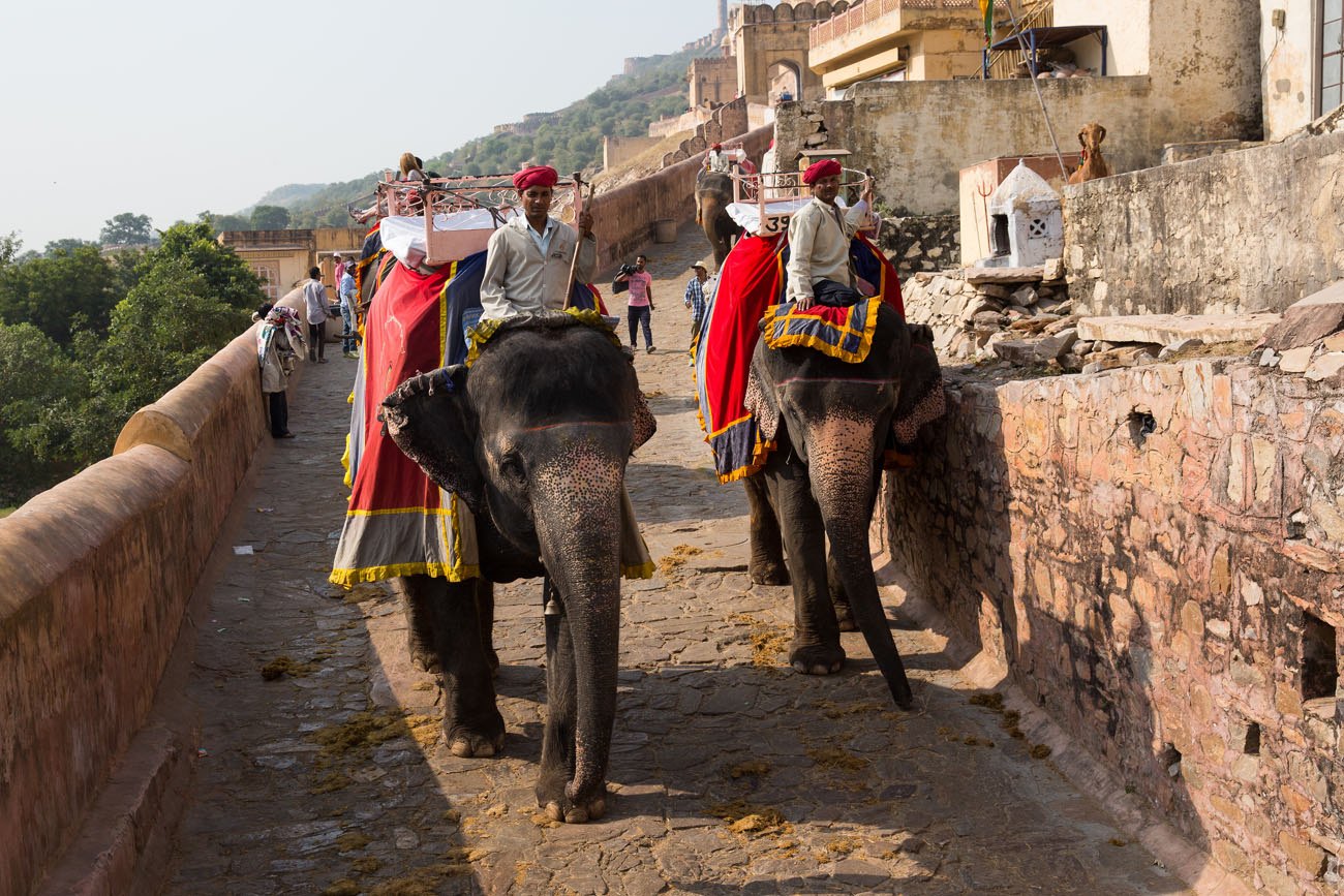 Snake Charming and Elephant Riding in Jaipur, India | Earth Trekkers