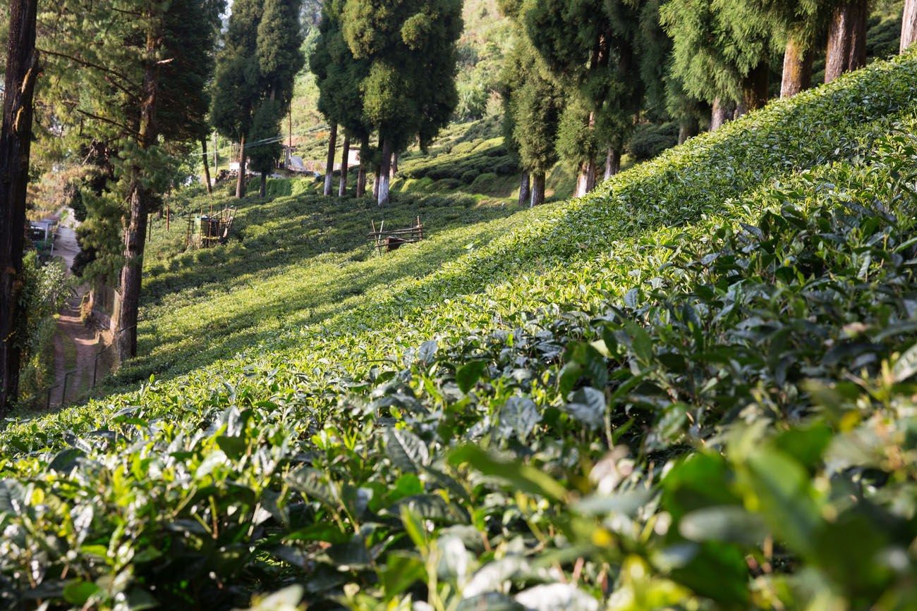 Darjeeling Tea Plantation | Earth Trekkers