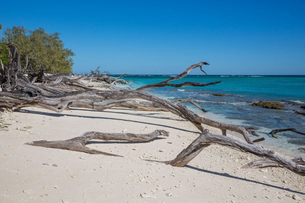 The Great Barrier Reef: Cruising to Lady Musgrave Island – Earth Trekkers