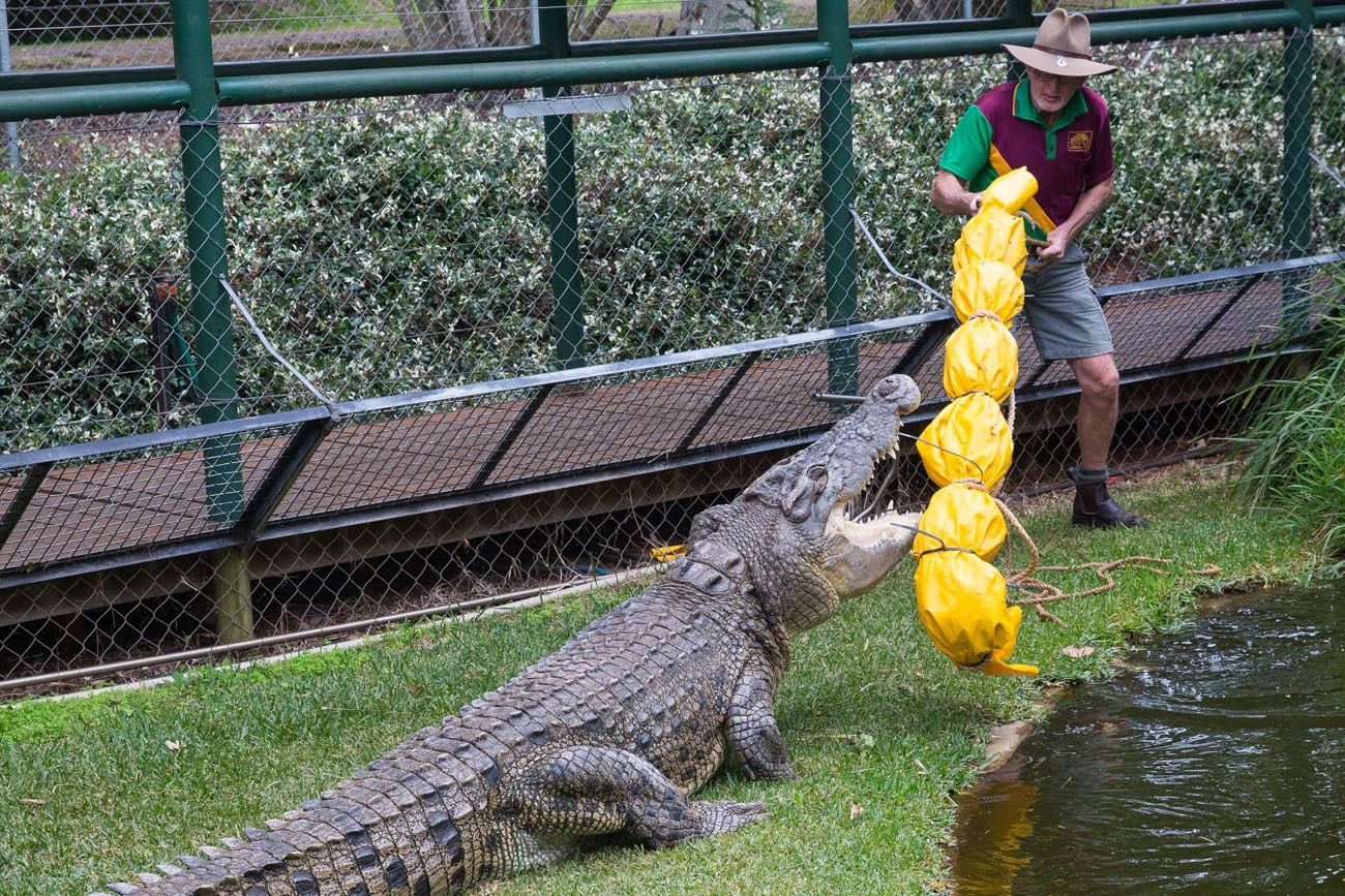 Crocodile Show Australia
